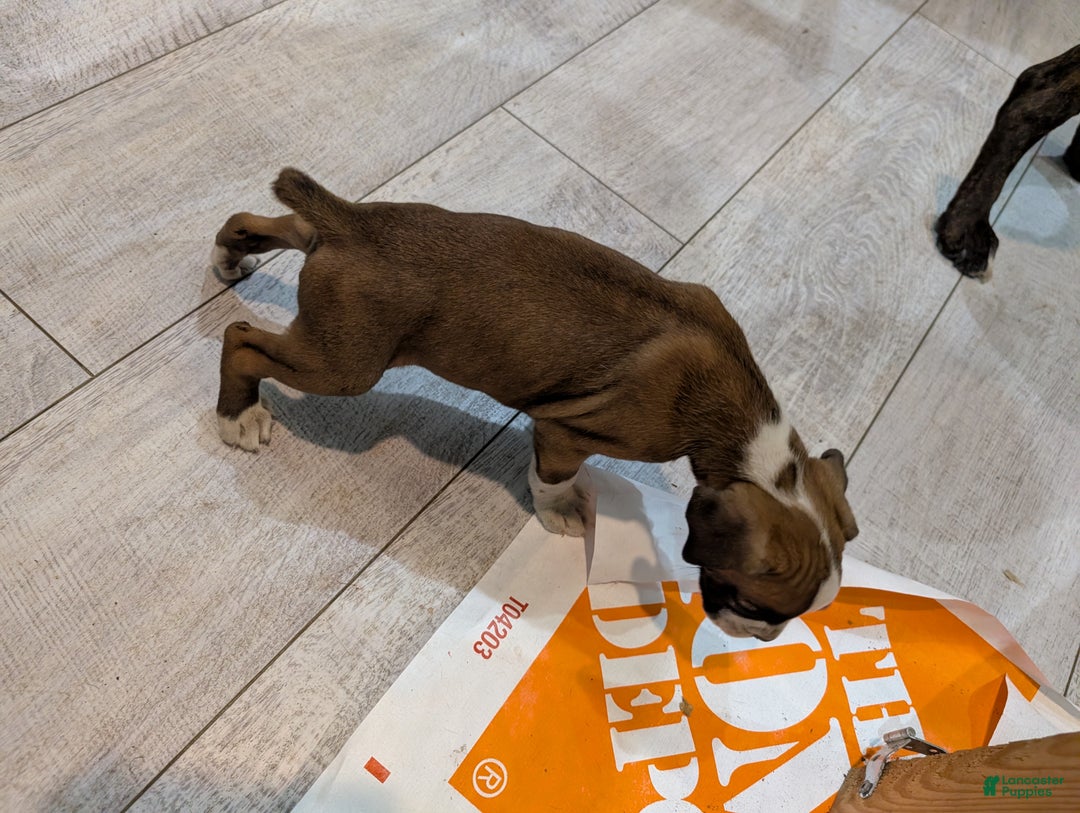 Boxer dogs for sale: Pearl - Ad 4