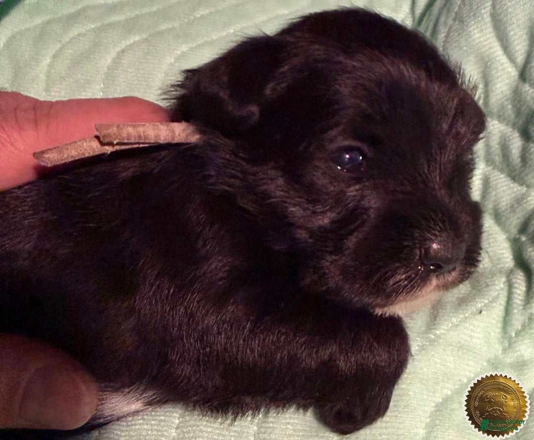 Miniature Schnauzer dogs for sale: Chloe - Ad 2