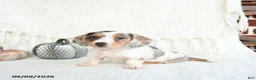 Miniature Dachshund dogs for sale: Shark  - Ad 3
