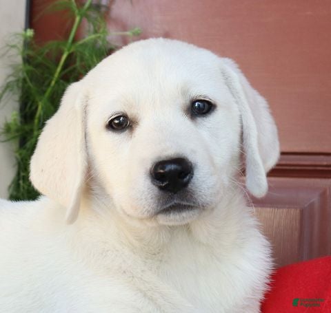 Labrador Retriever dogs Sugar - Champion line - Ad 1