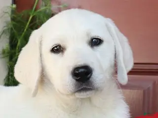 Labrador Retriever dogs for sale: Sugar - Champion line - Ad 3