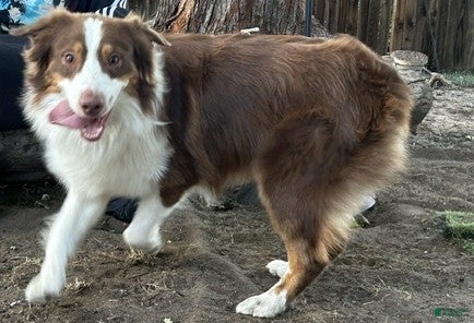 Australian Shepherd dogs for sale: Australian Shepherd 3 - Ad 1