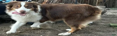 Australian Shepherd 3