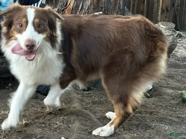 Australian Shepherd dogs for sale: Australian Shepherd 3 - Ad 1