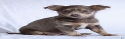 Chihuahua dogs for sale: Pamela - Ad 10