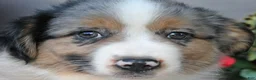 Australian Shepherd dogs for sale: Buster - Ad 4