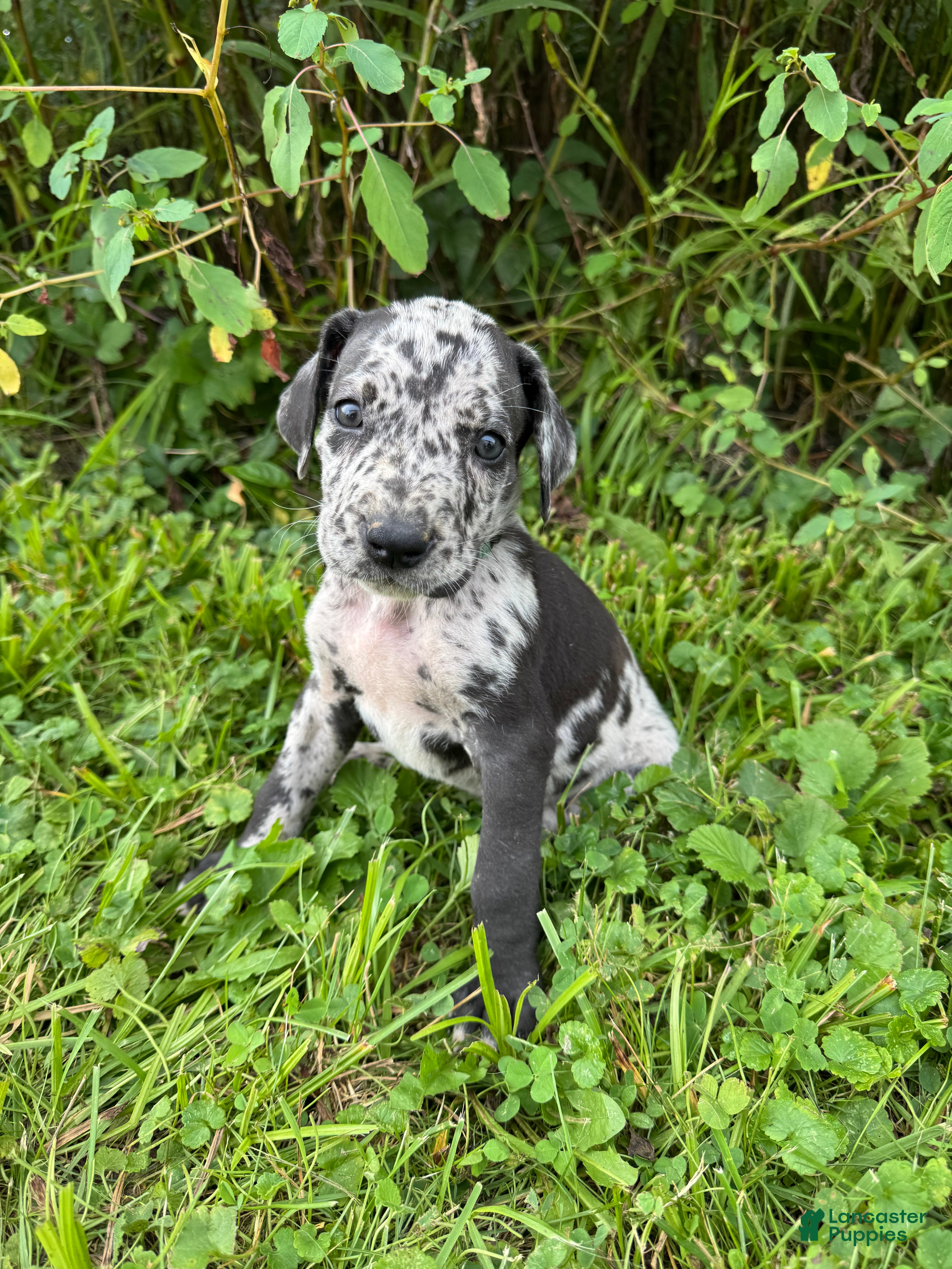 Great Dane dogs Tinkerbell- teal - Ad 18