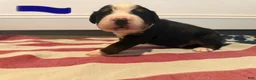Bernese Mountain Dog dogs for sale: Blue - Ad 10