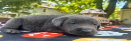 Labrador Retriever dogs for sale: Labrador Retriever 1 - Ad 4