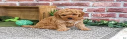 Mini Goldendoodle dogs for sale: Benny - Ad 3