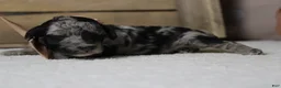 Aussiedoodle dogs for sale: Spot  - Ad 9