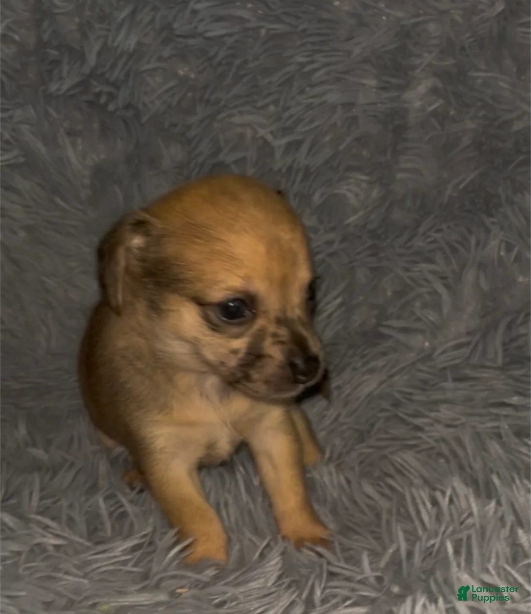 Chiweenie dogs for sale: Hairy Paw-ter - Ad 2