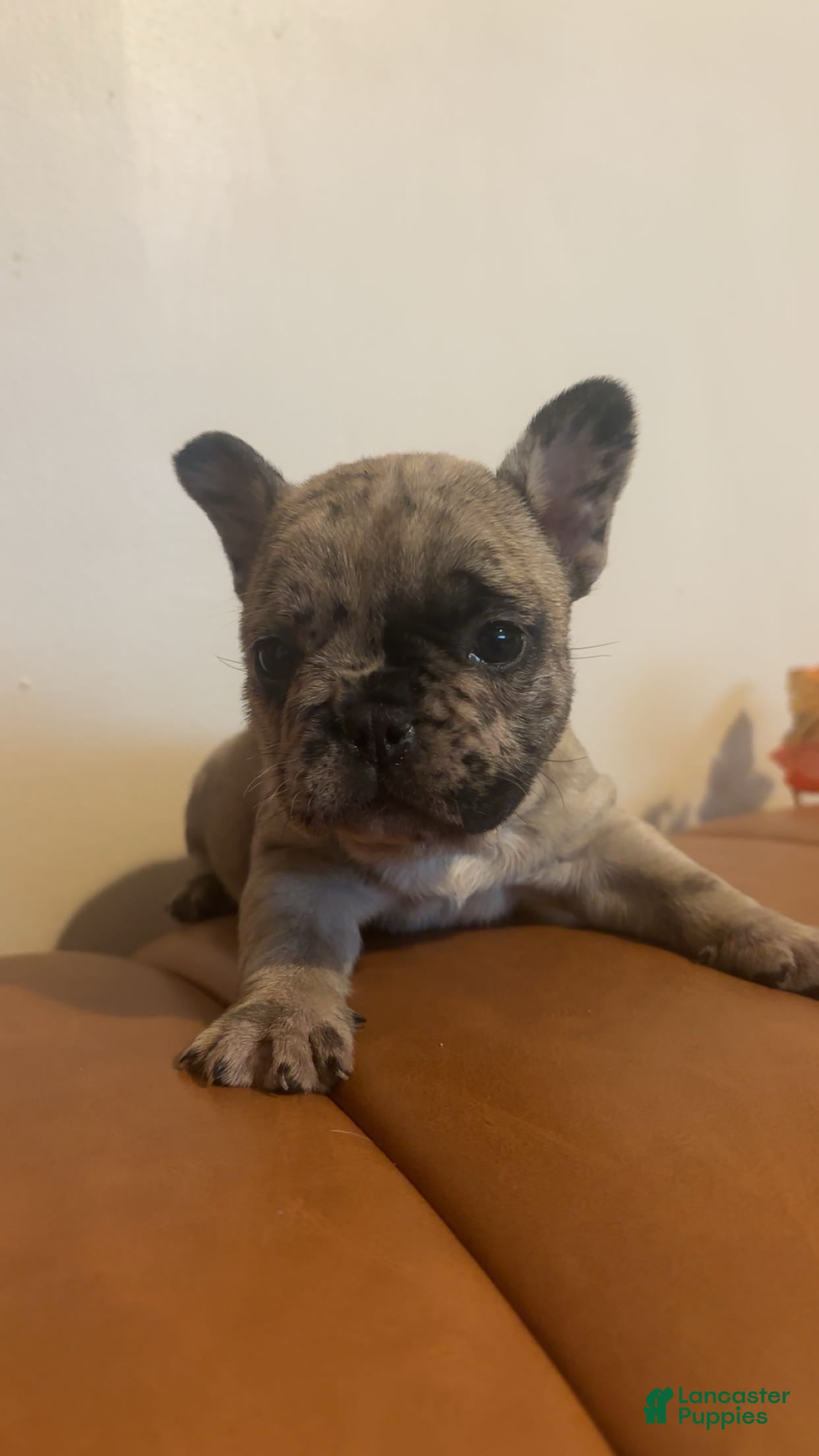 French Bulldog dogs French Bulldog Puppy 2 - Ad 9