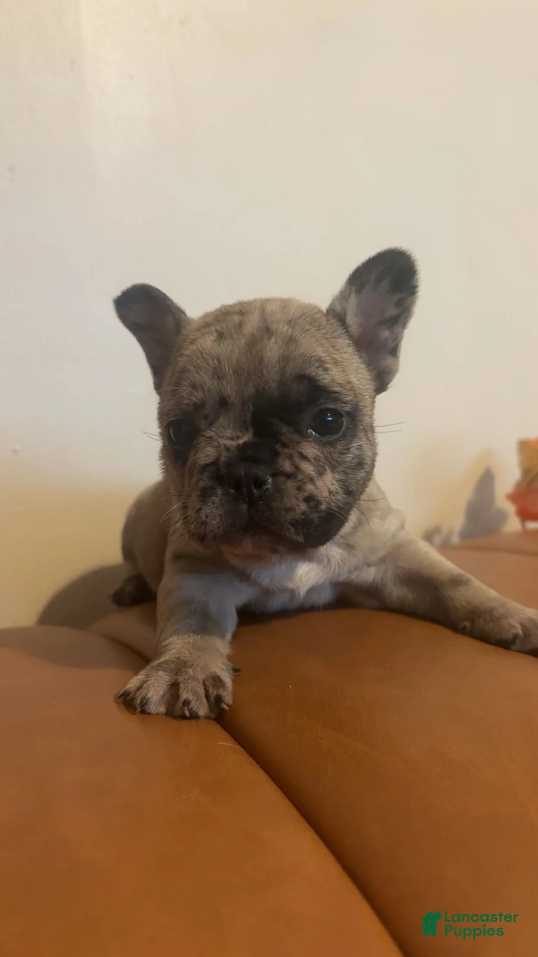 French Bulldog dogs for sale: French Bulldog Puppy 2 - Ad 1