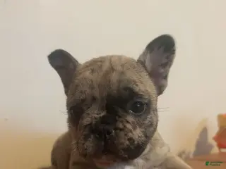 French Bulldog dogs French Bulldog Puppy 2 - Ad 42