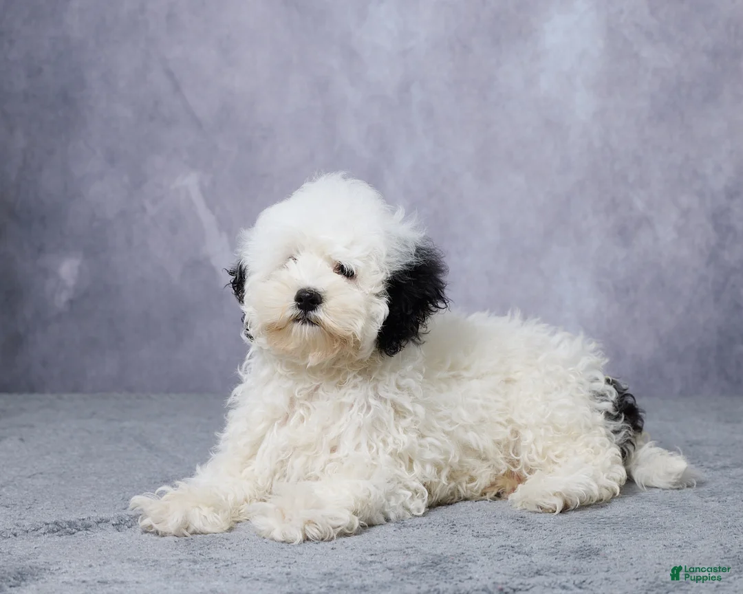 Mini Bernedoodle dogs for sale: Twinkle - Ad 5