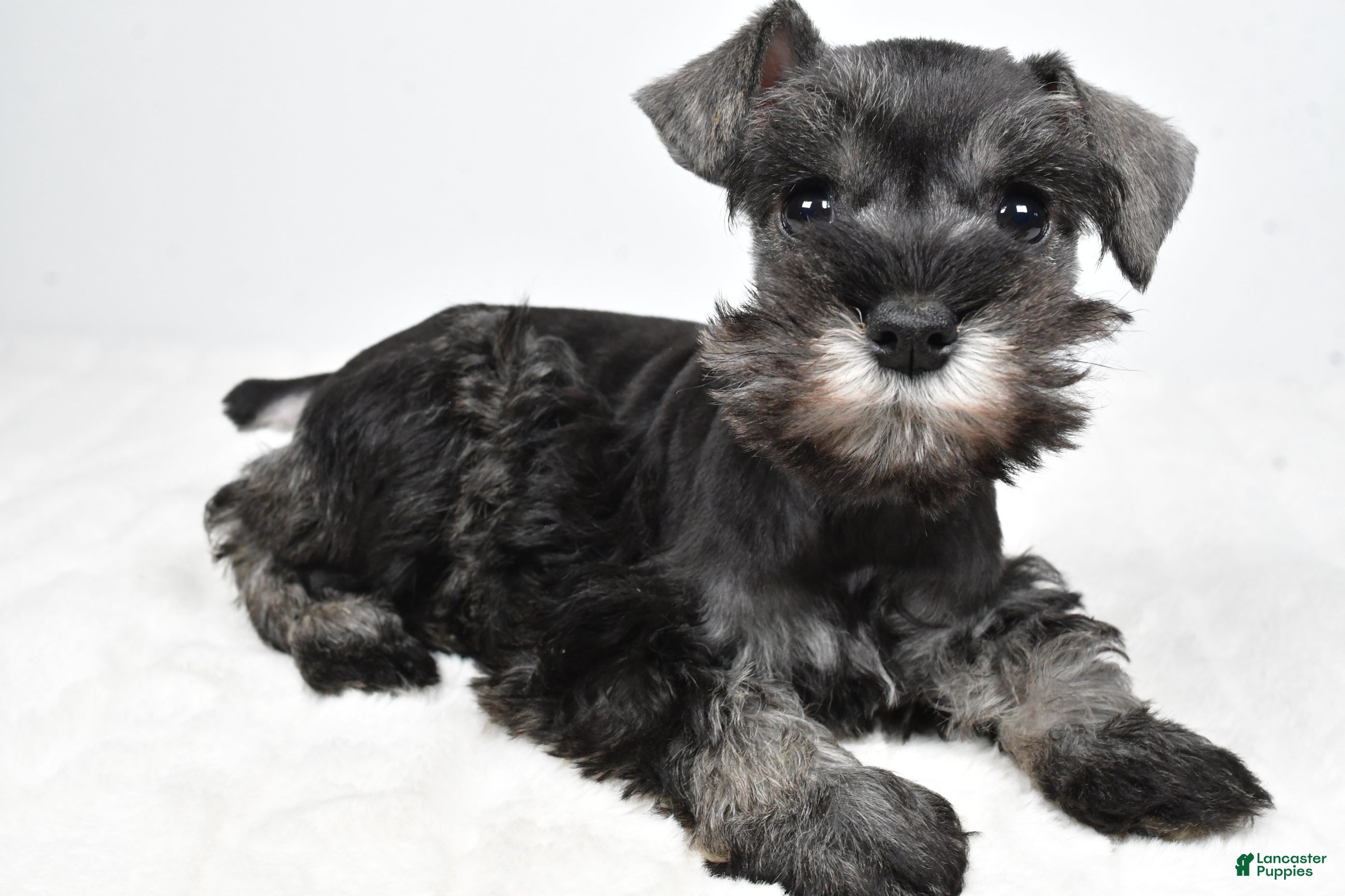 Miniature Schnauzer dogs Lexi - Ad 1