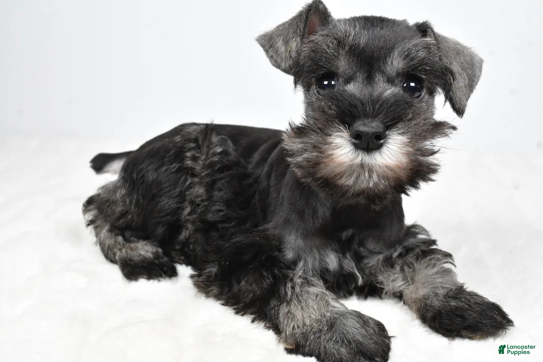 Miniature Schnauzer dogs for sale: Lexi - Ad 1