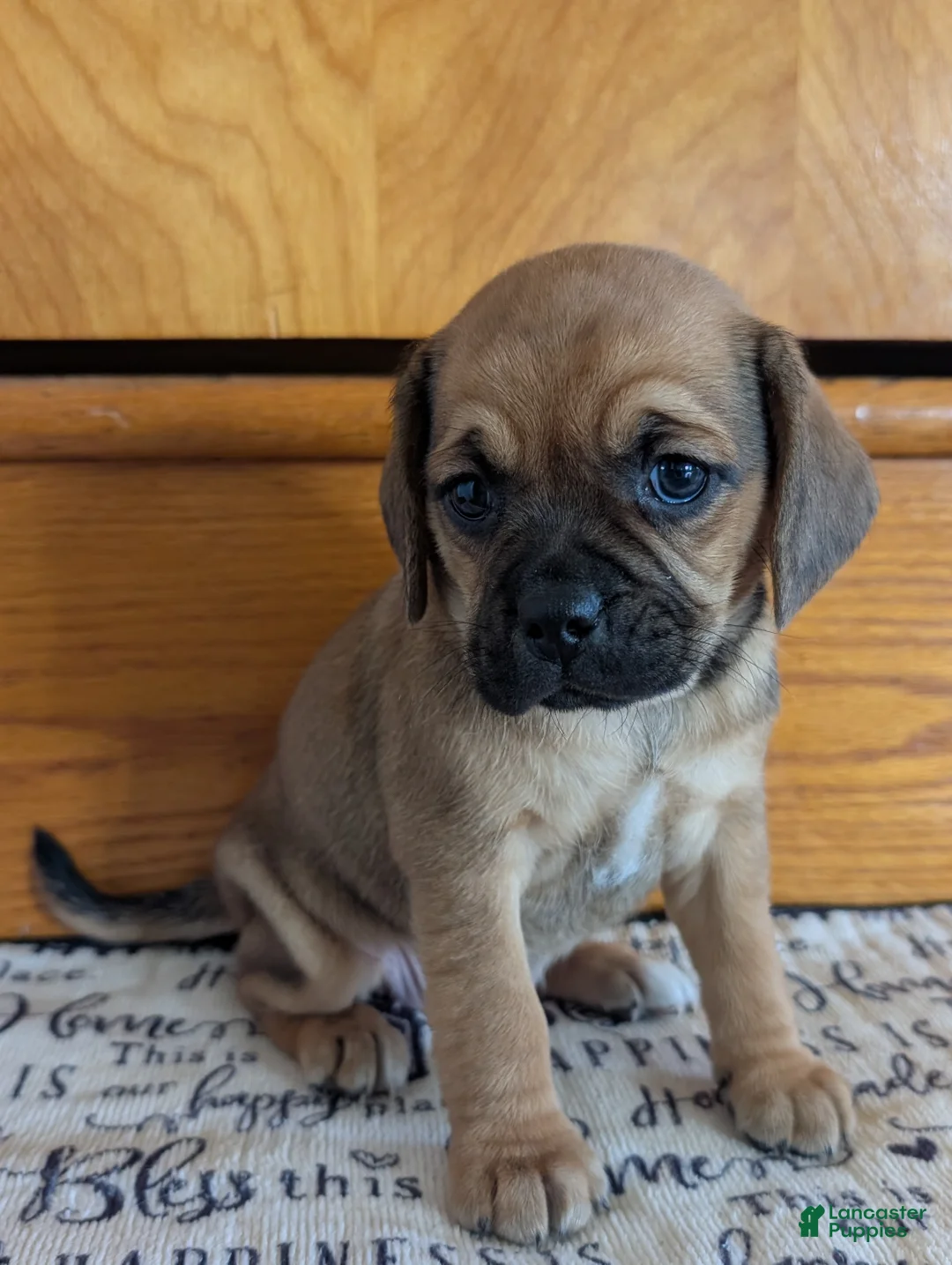 Puggle dogs for sale: Kenzie  - Ad 2