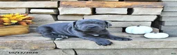 Cane Corso dogs for sale: Jazz - Ad 4