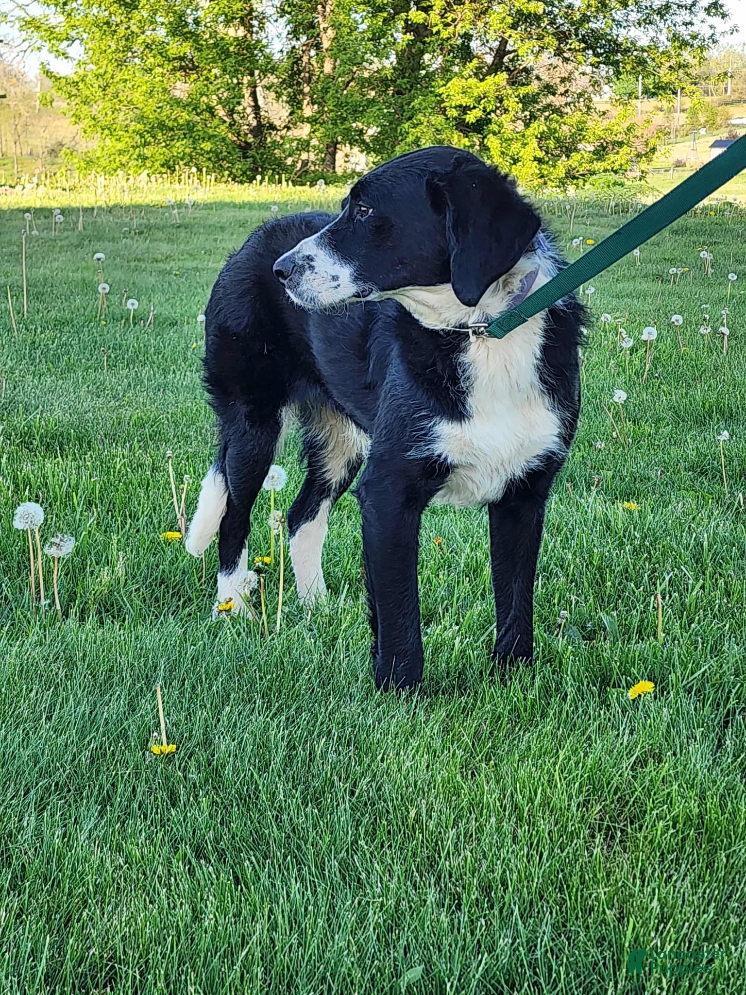 Bernedoodle dogs for sale: Bernedoodle Puppy 1 - Ad 4