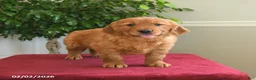 Golden Retriever dogs for sale: Pixy - Ad 5