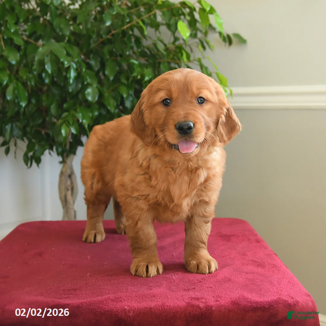 Golden Retriever dogs for sale: Pixy - Ad 5