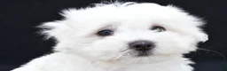 Maltese dogs for sale: Theo - Ad 4