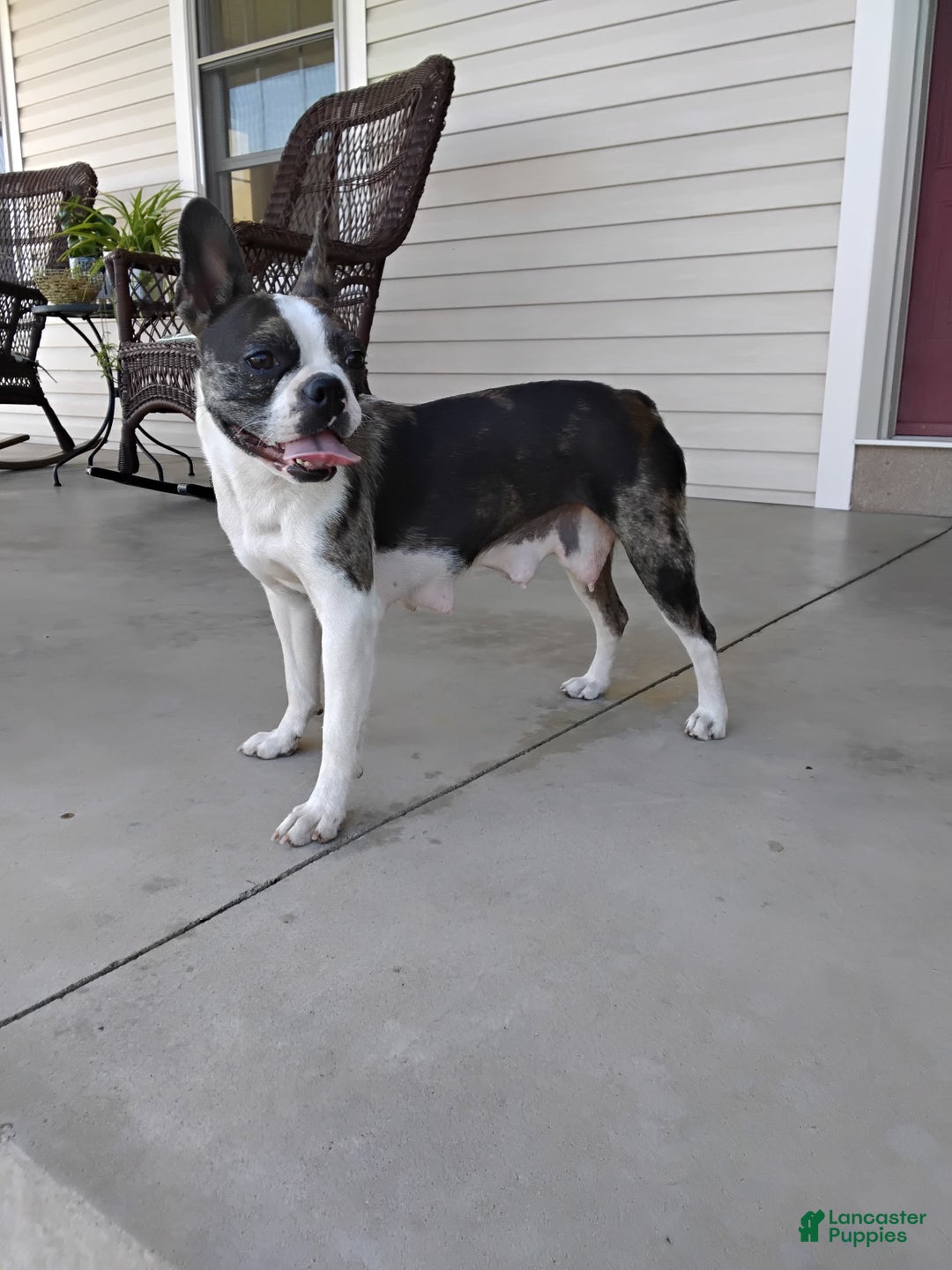 Boston Terrier dogs for sale: Gavin - Ad 2