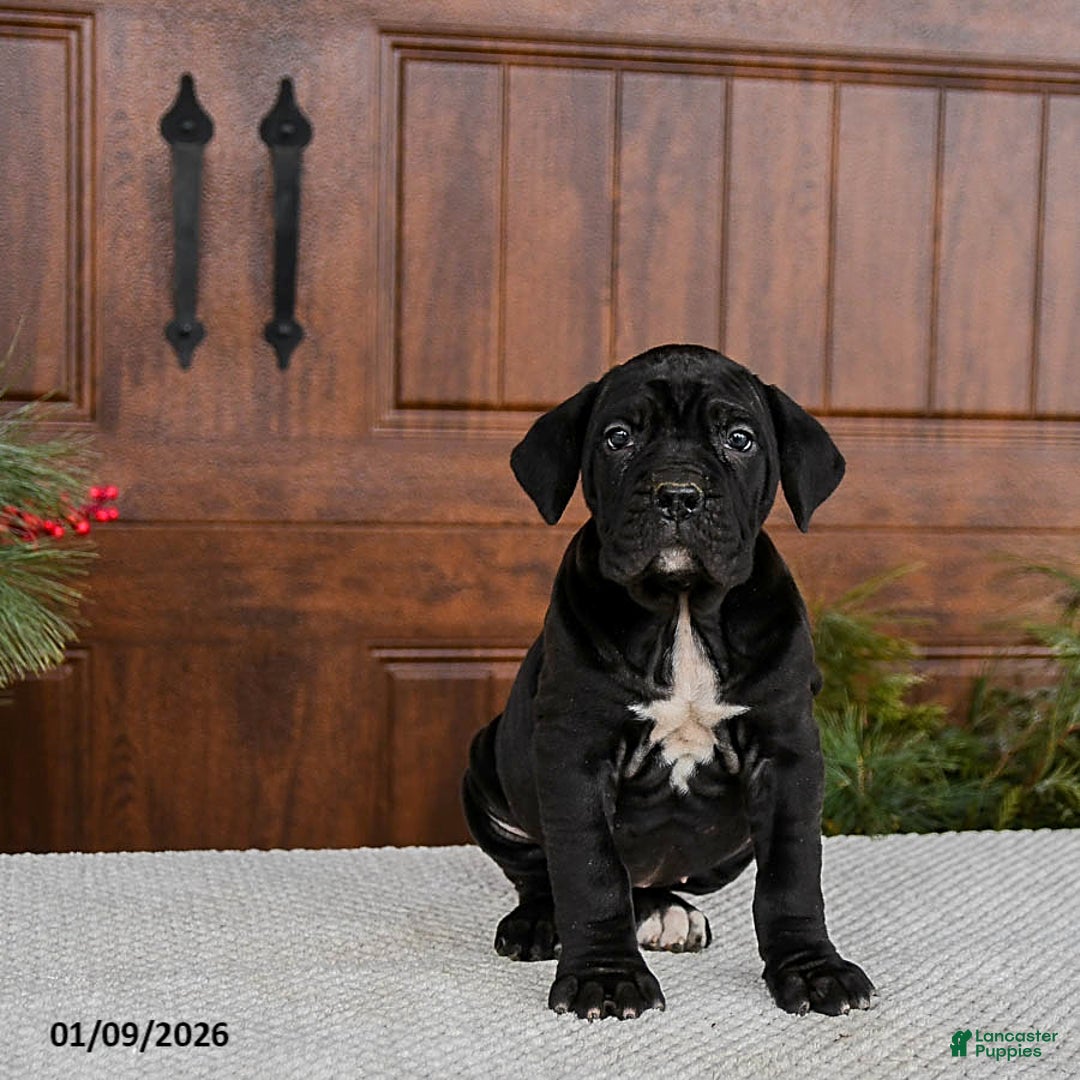 Cane Corso dogs for sale: Toffee - Ad 3