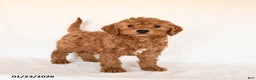 Cavapoo dogs for sale: Smores - Ad 2