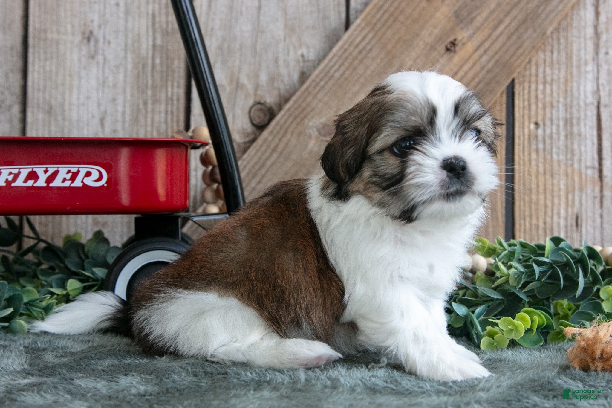Shih Tzu dogs Jax - Ad 1