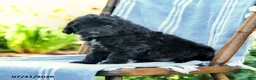 Mini Aussiedoodle dogs for sale: Archie - Ad 3