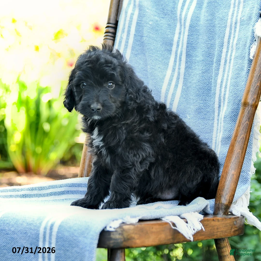 Mini Aussiedoodle dogs for sale: Archie - Ad 3