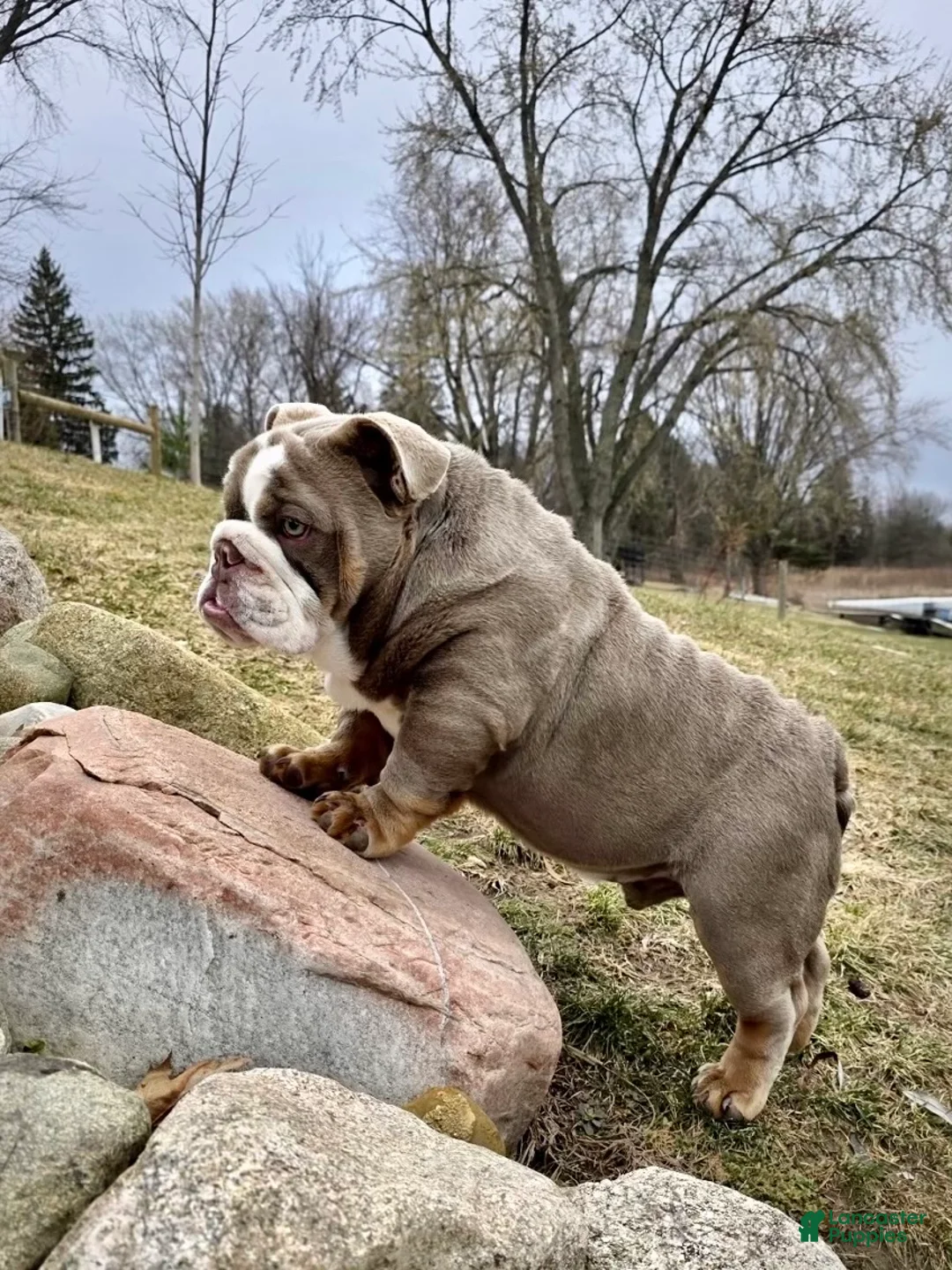 English Bulldog dogs for sale: English Bulldog Puppy 1 - Ad 2