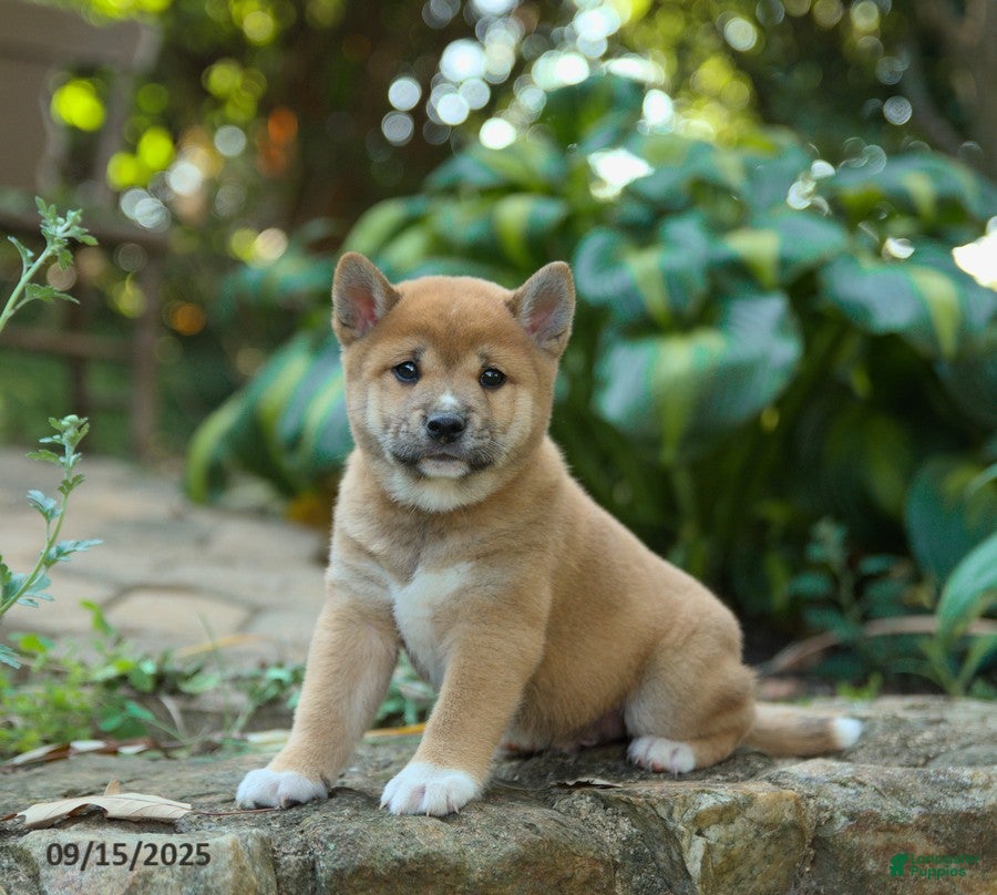 Shiba Inu Puppy Miniature Akita For Sale Shiba Inu Puppies For