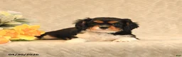 Cavalier King Charles Spaniel dogs for sale: Inky - Ad 4