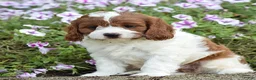 Cavapoo dogs for sale: Dawn - Ad 5