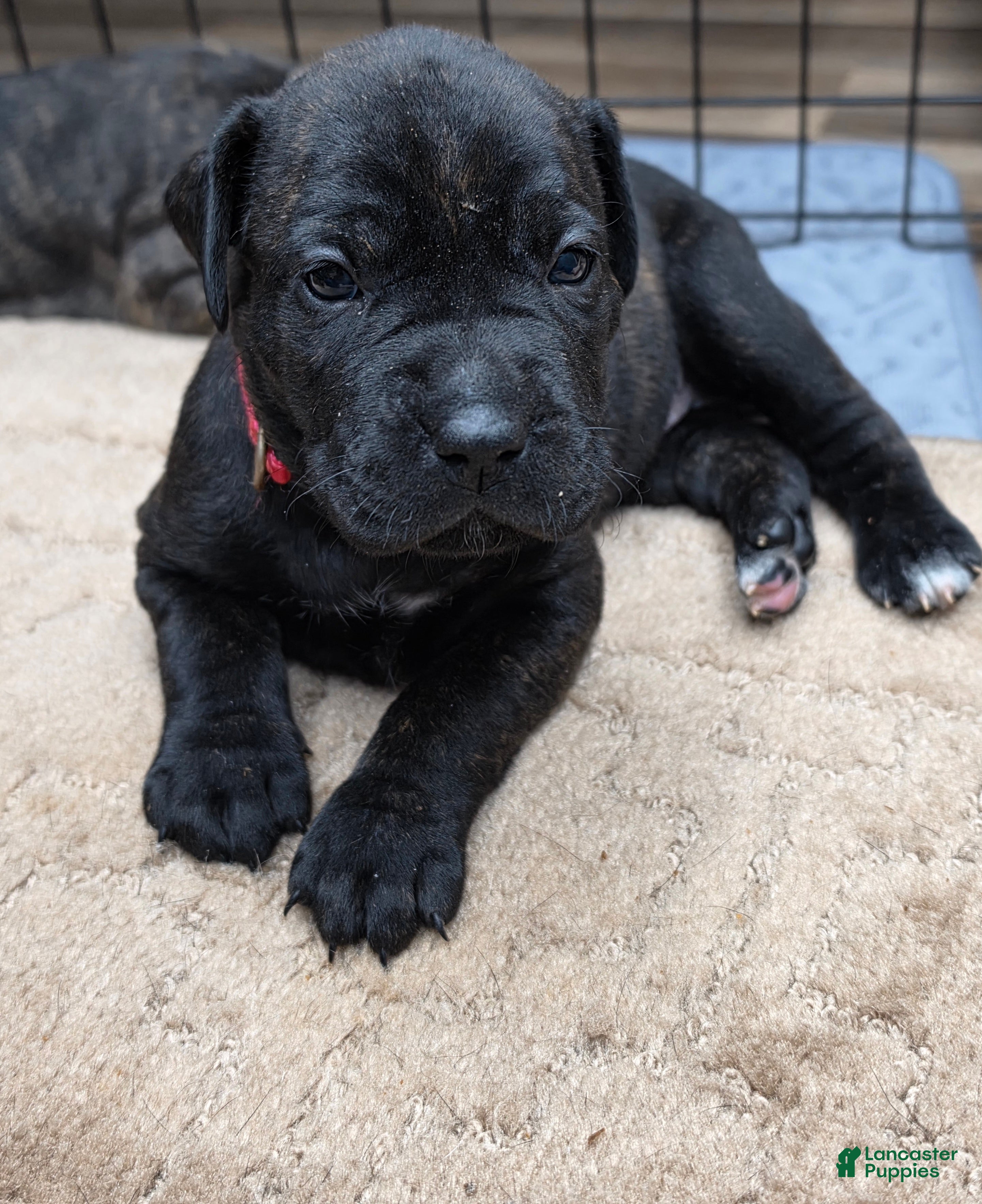 Cane Corso dogs Cane Corso Puppy 7 - Ad 24
