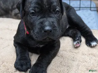 Cane Corso dogs Cane Corso Puppy 7 - Ad 5