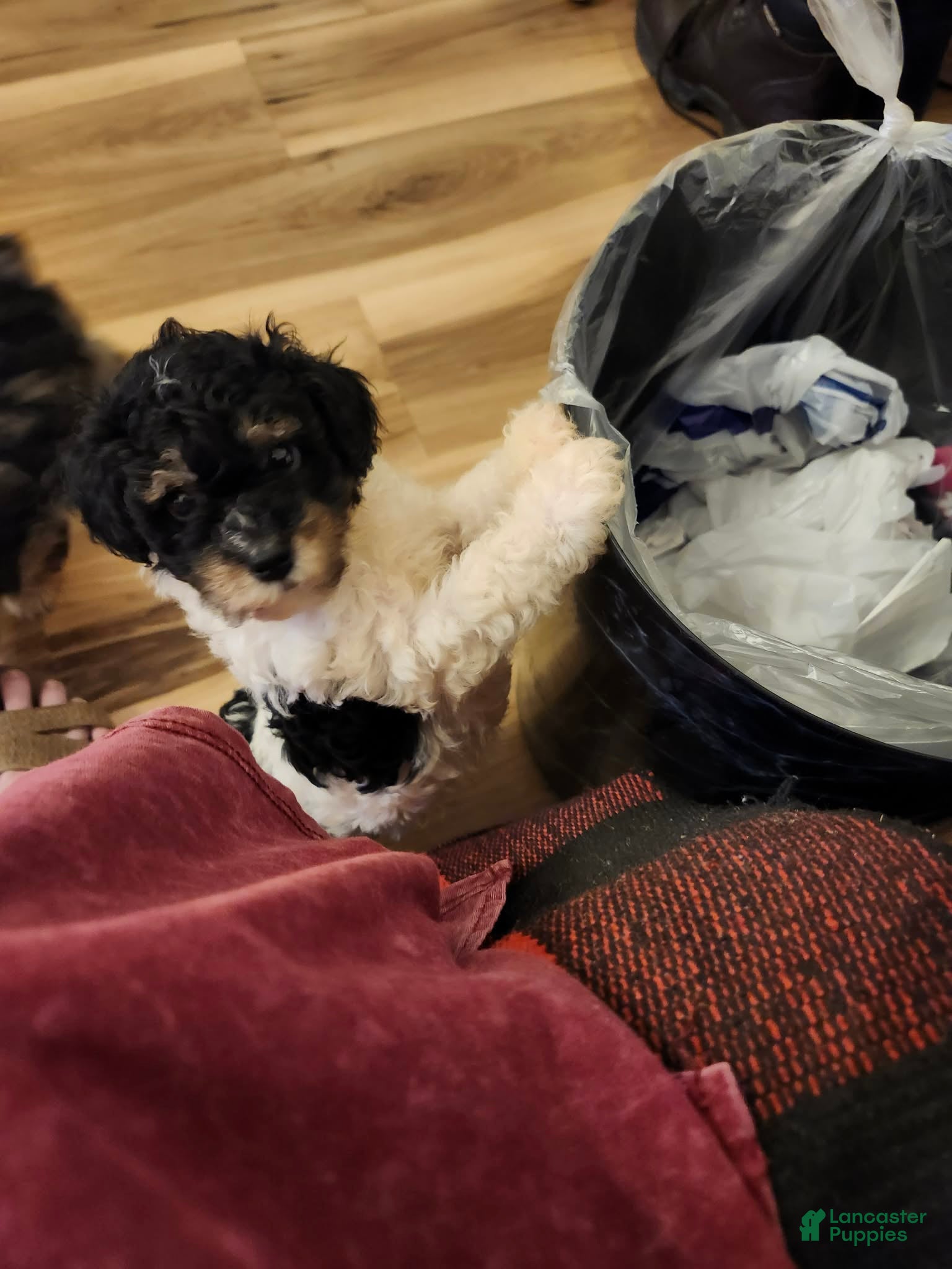 Aussiedoodle dogs Aussiedoodle 2 - Ad 21