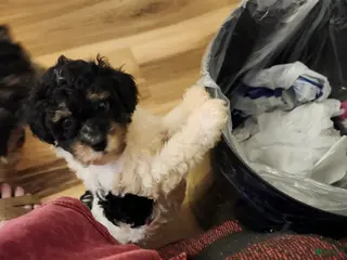 Aussiedoodle dogs Aussiedoodle 2 - Ad 21