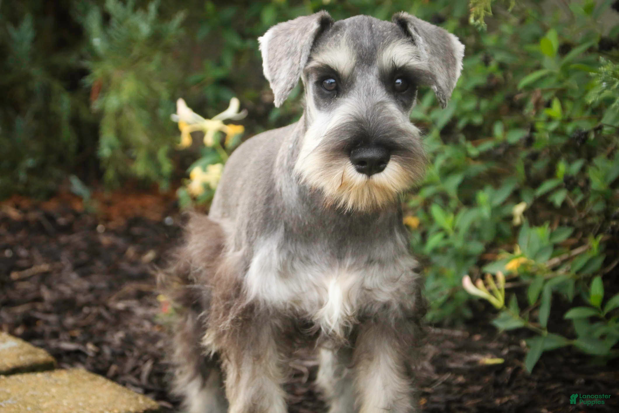 Miniature Schnauzer dogs Quartz Miniature Schnauzer (crate and leash Trained) - Ad 2