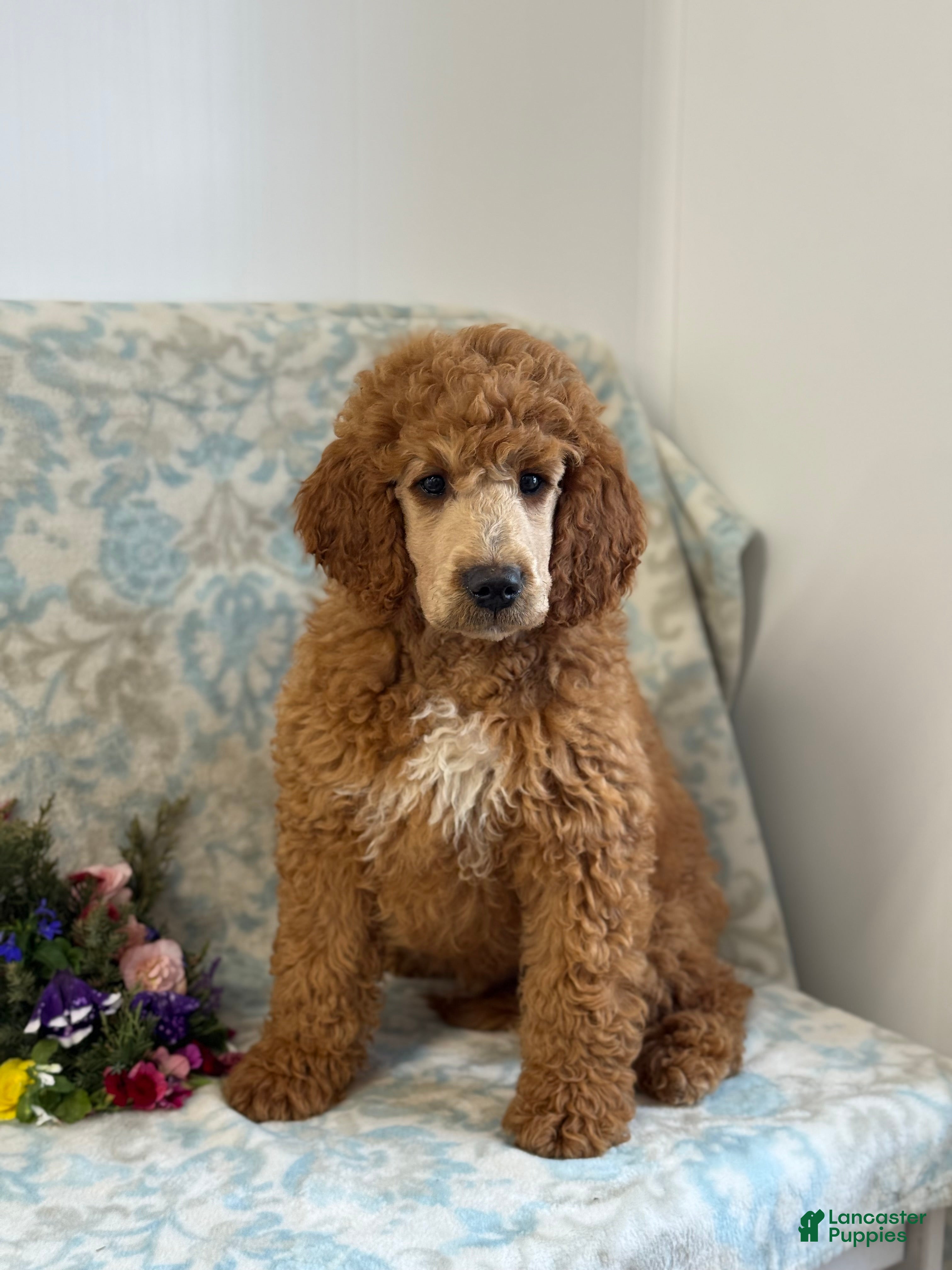 Mini Goldendoodle dogs Buzzy - Ad 2