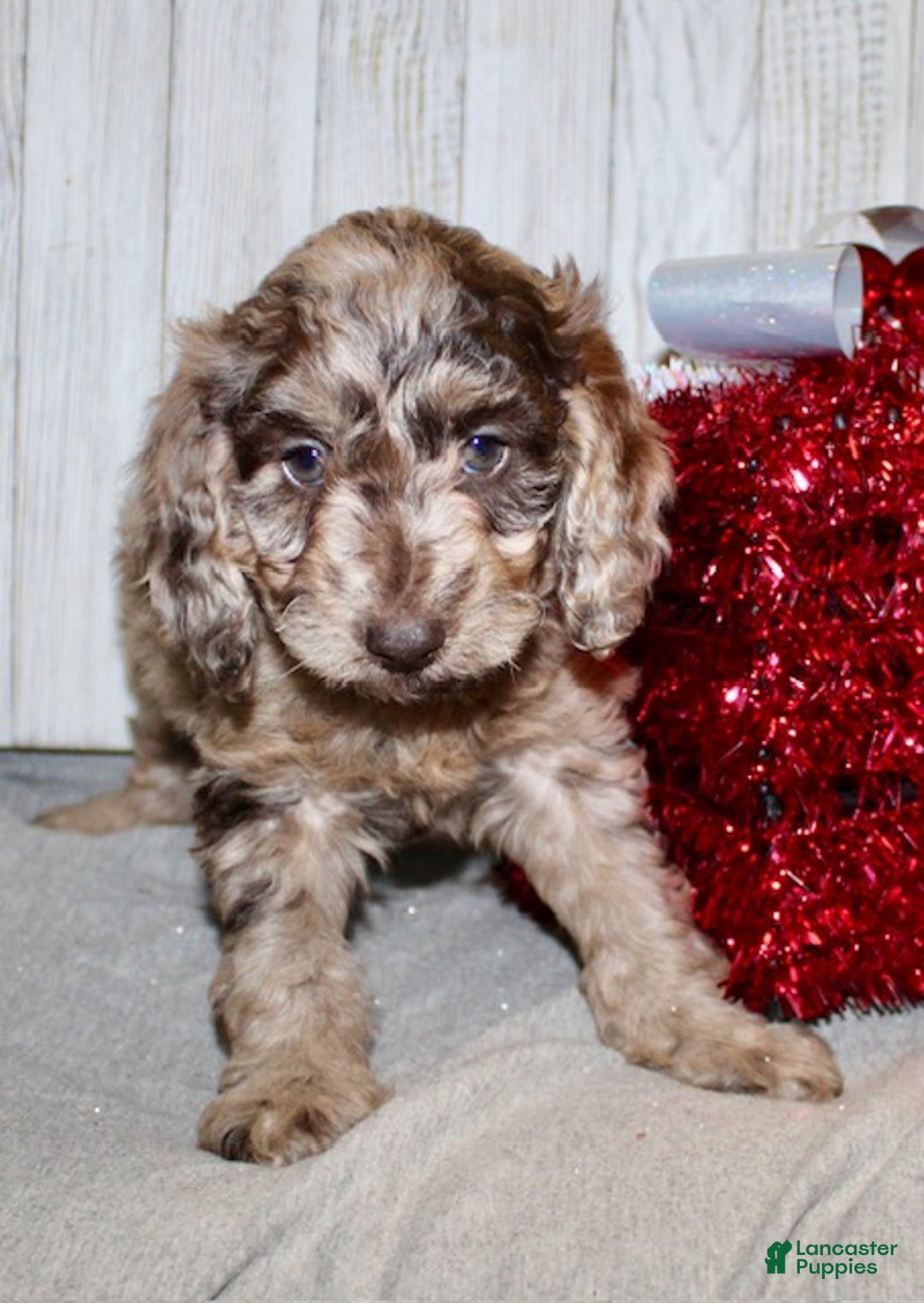 Mixed Breed dogs for sale: Joyce - Ad 5