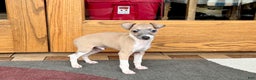 Italian Greyhound dogs for sale: Gerald - Ad 6