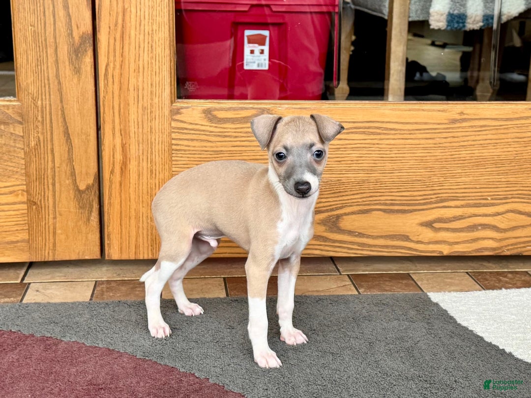 Italian Greyhound dogs for sale: Gerald - Ad 6