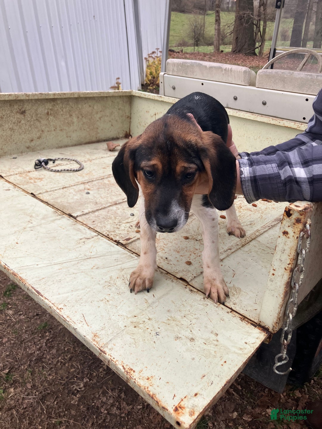 Beagle dogs for sale: Beagle Puppy 3 - Ad 1