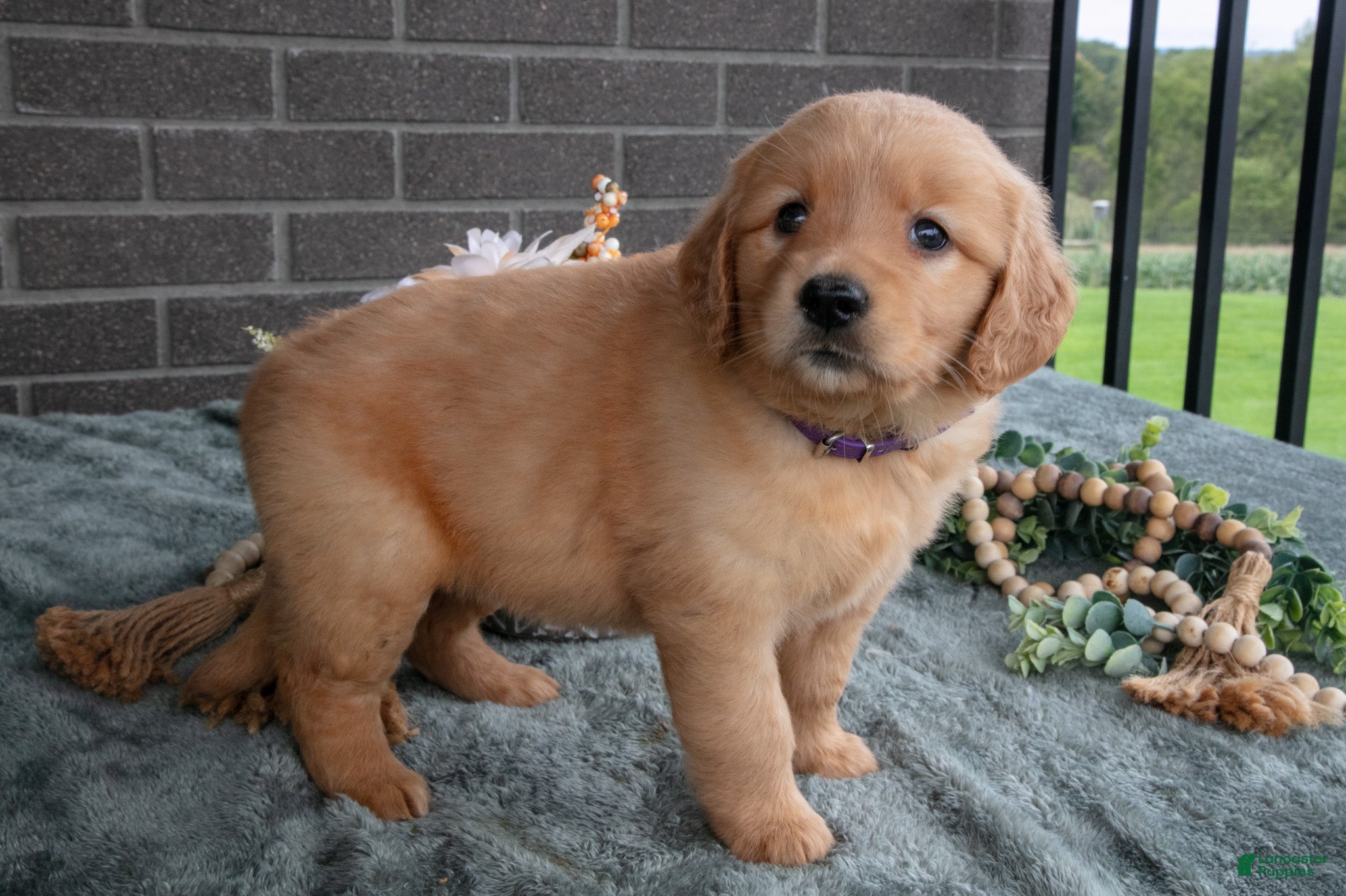 Golden Retriever dogs Emily - Ad 2