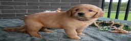 Golden Retriever dogs for sale: Emily - Ad 2